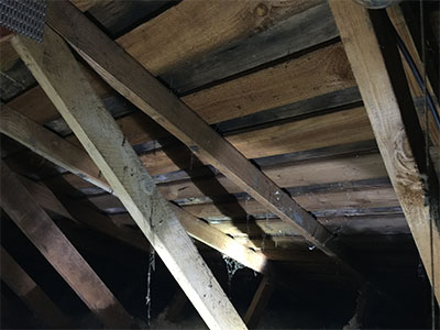 moldy attic
